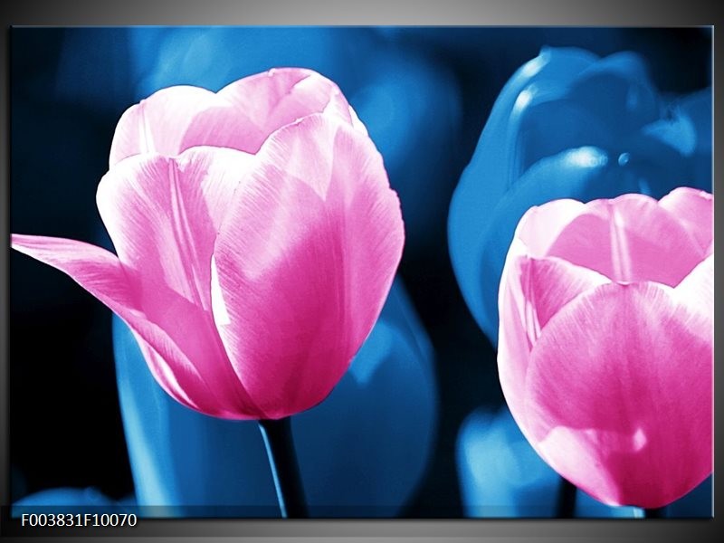 Glas schilderij Tulp | Roze, Blauw