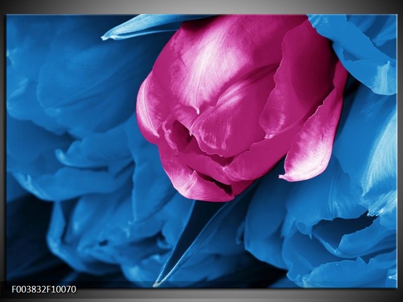 Glas schilderij Tulp | Roze, Blauw