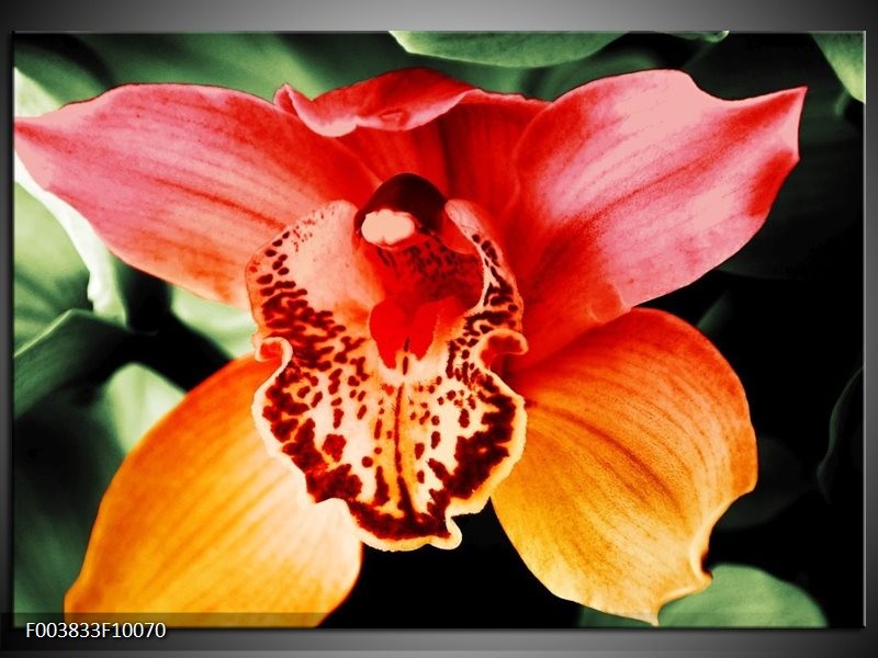 Foto canvas schilderij Iris | Oranje, Geel, Groen