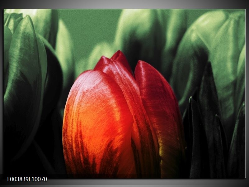 Foto canvas schilderij Tulp | Rood, Groen, Zwart