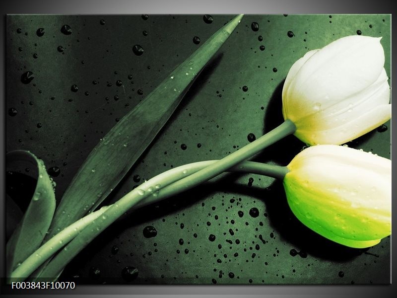 Glas schilderij Tulp | Groen, Geel, Zwart