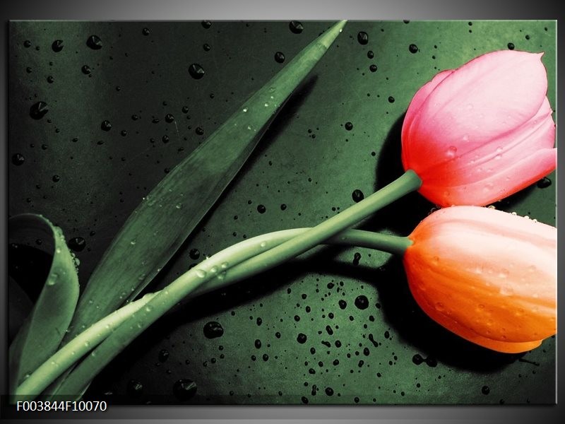 Foto canvas schilderij Tulp | Groen, Rood, Zwart