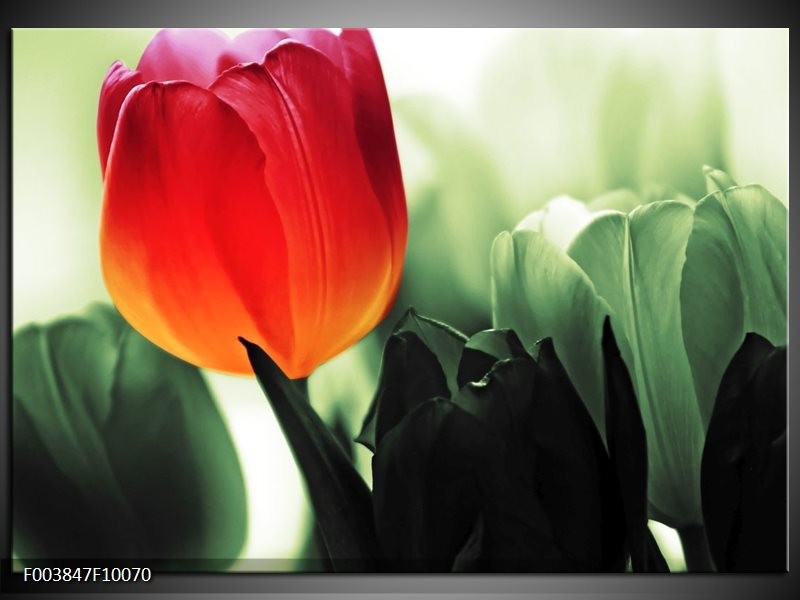 Foto canvas schilderij Tulp | Rood, Groen, Zwart