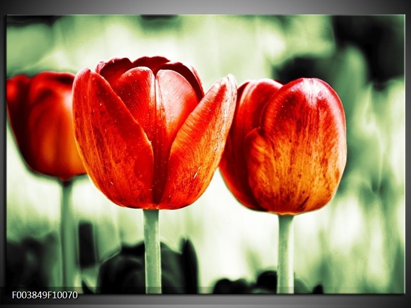 Foto canvas schilderij Tulp | Rood, Groen, Wit