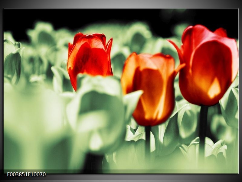 Foto canvas schilderij Tulp | Rood, Oranje, Groen