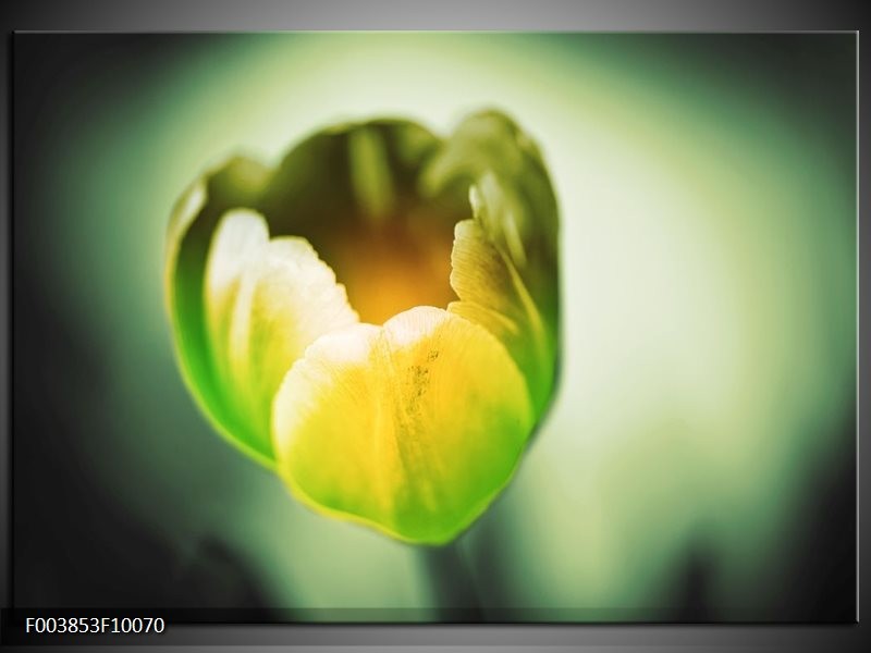 Glas schilderij Tulp | Geel, Groen