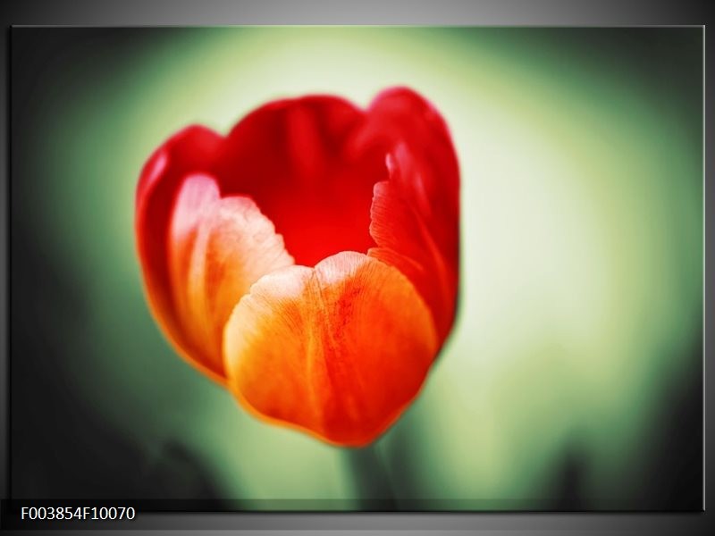 Glas schilderij Tulp | Oranje, Rood, Groen