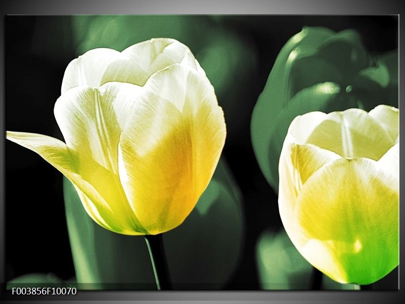 Foto canvas schilderij Tulp | Geel, Groen, Wit