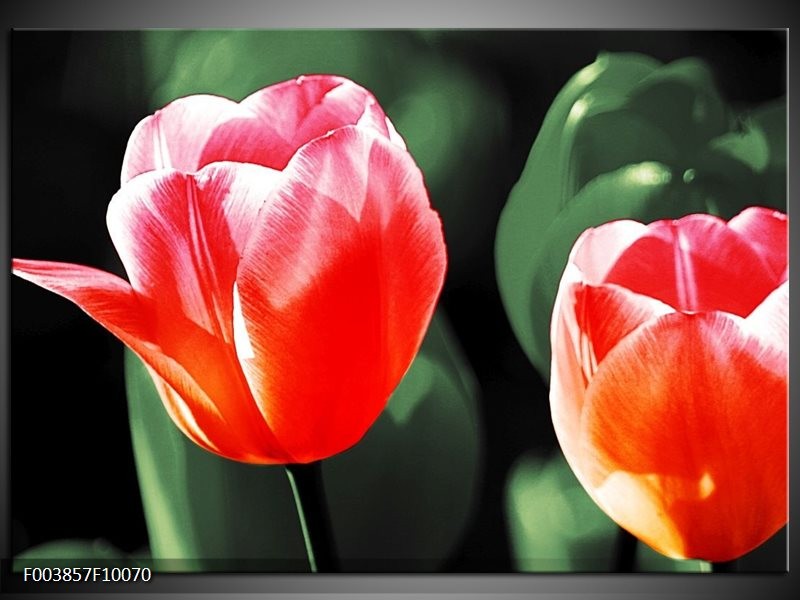 Foto canvas schilderij Tulp | Rood, Groen, Wit