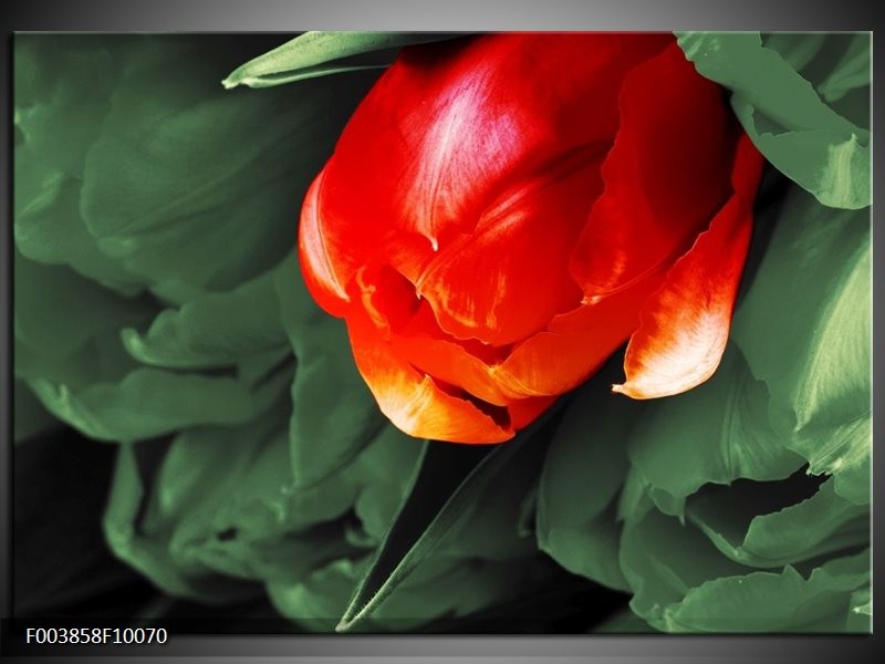 Foto canvas schilderij Tulp | Rood, Groen, Wit