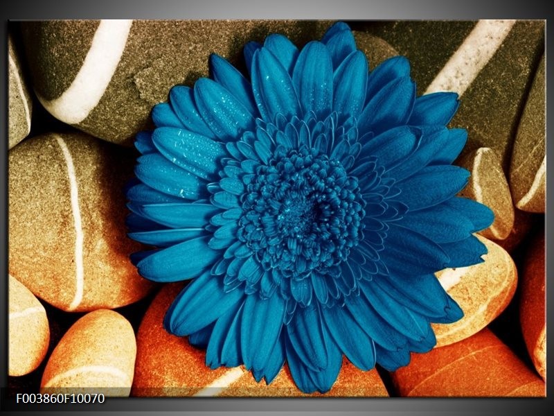 Foto canvas schilderij Bloem | Blauw, Oranje, Grijs
