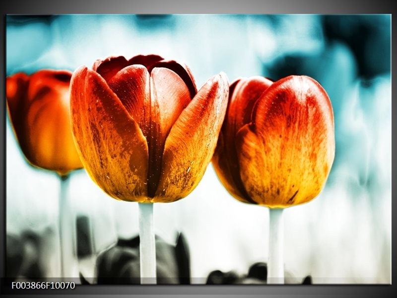 Foto canvas schilderij Tulp | Oranje, Rood, Blauw