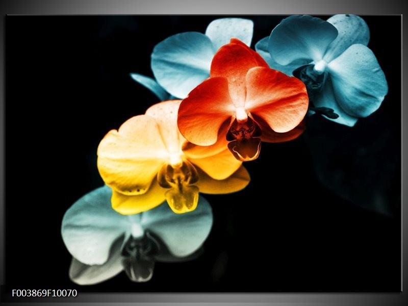 Glas schilderij Orchidee | Oranje, Rood, Blauw