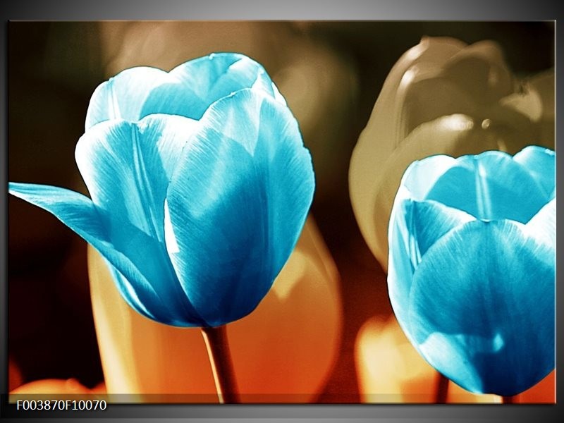 Foto canvas schilderij Tulp | Blauw, Oranje, Bruin