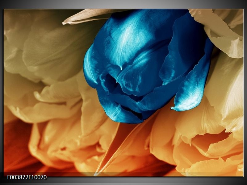 Glas schilderij Tulp | Blauw, Grijs