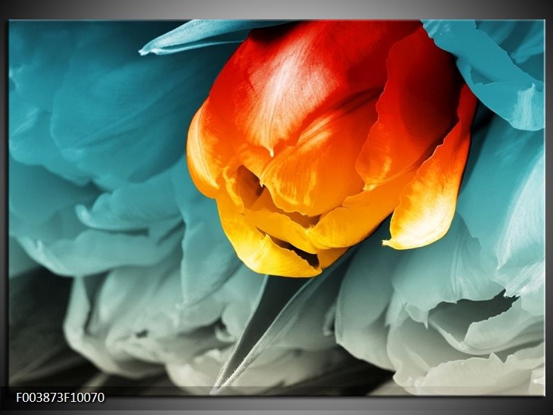 Foto canvas schilderij Tulp | Oranje, Rood, Blauw