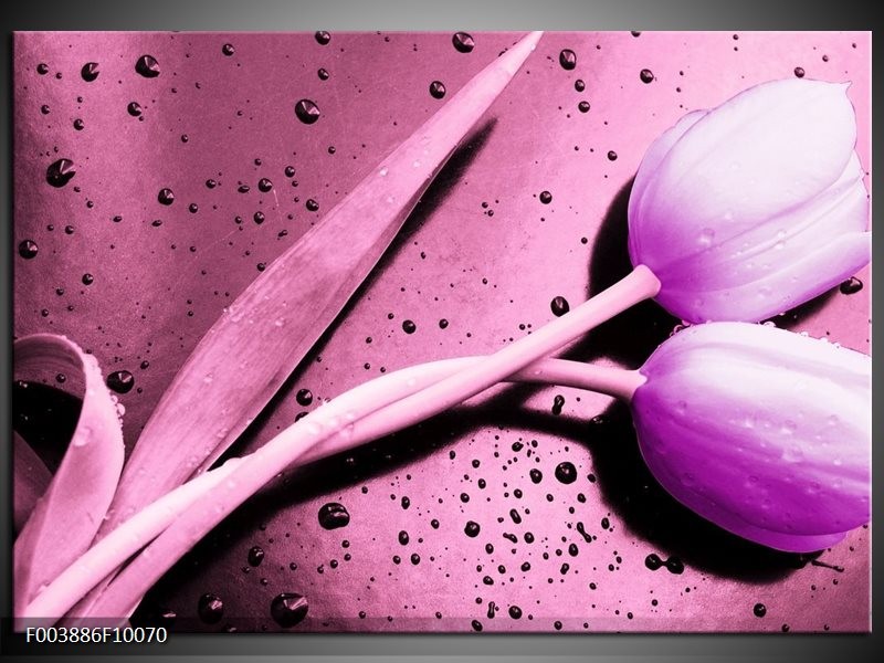 Foto canvas schilderij Tulp | Paars, Wit, Zwart