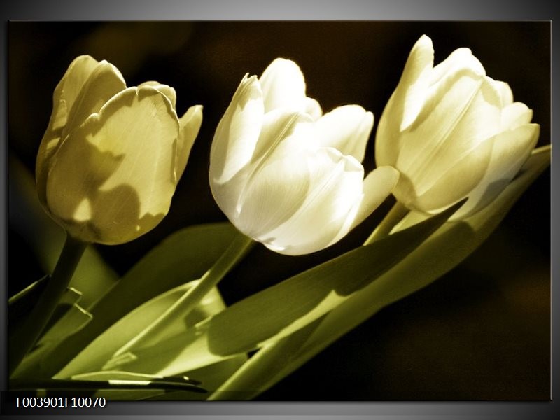 Foto canvas schilderij Tulp | Groen, Grijs