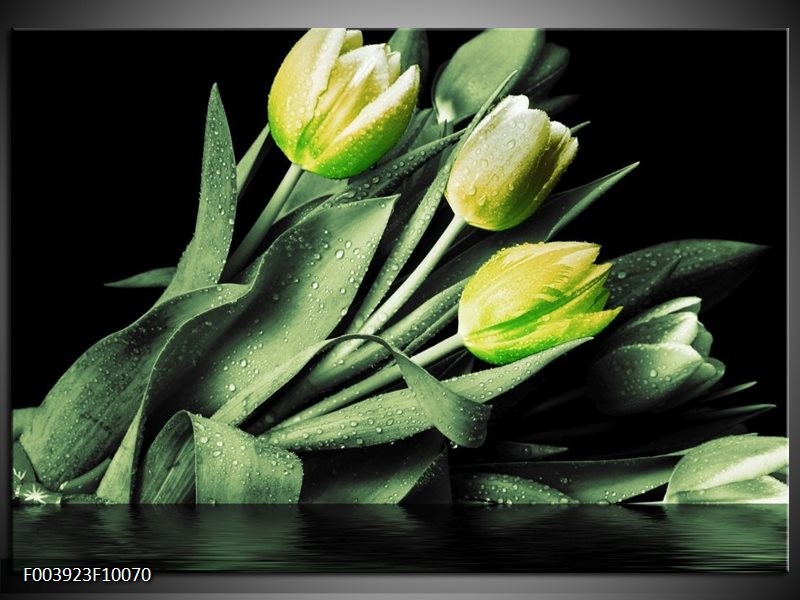 Foto canvas schilderij Tulp | Groen, Zwart