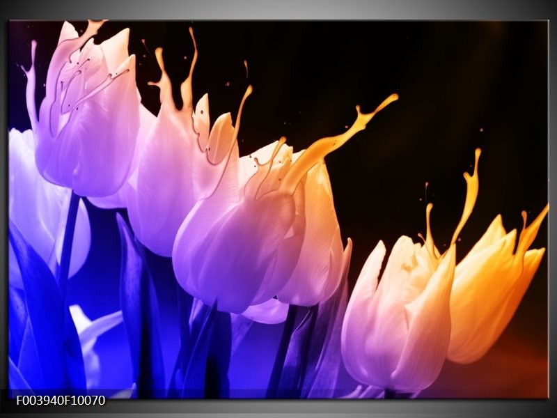 Foto canvas schilderij Tulp | Oranje, Paars, Blauw