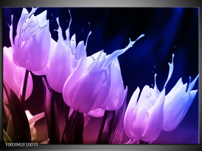Glas schilderij Tulp | Paars, Zwart