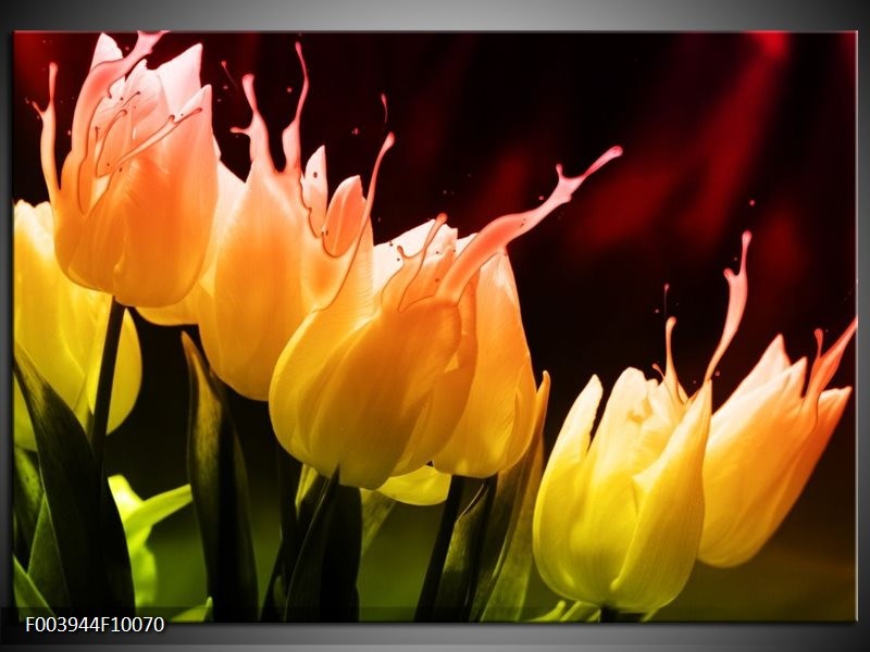 Glas schilderij Tulp | Oranje, Geel, Zwart