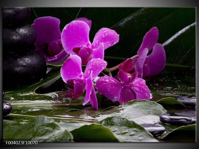 Foto canvas schilderij Orchidee | Zwart, Roze, Grijs