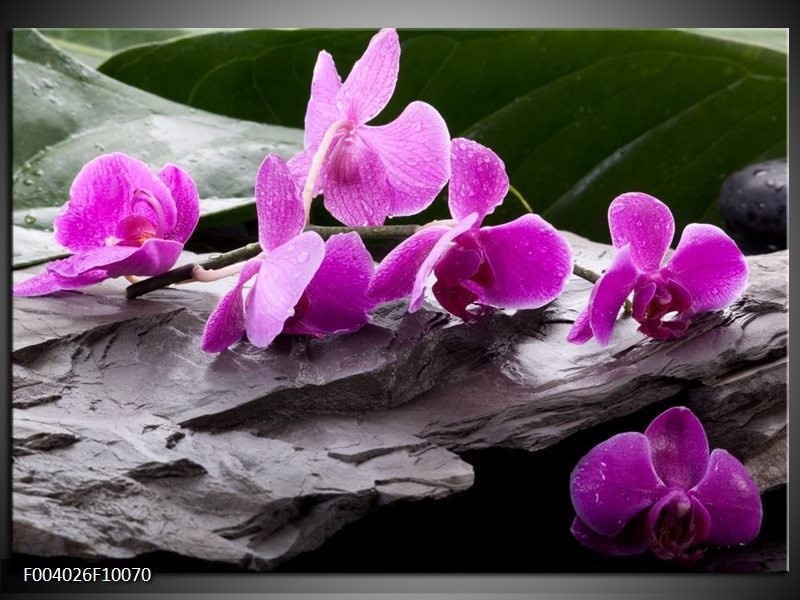 Foto canvas schilderij Orchidee | Zwart, Roze, Grijs