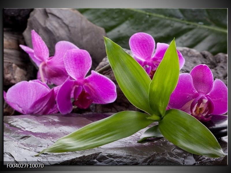 Foto canvas schilderij Orchidee | Zwart, Roze, Grijs