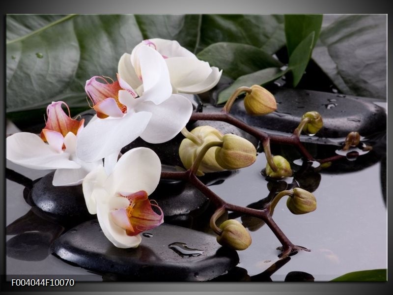 Glas schilderij Orchidee | Geel, Zwart, Wit