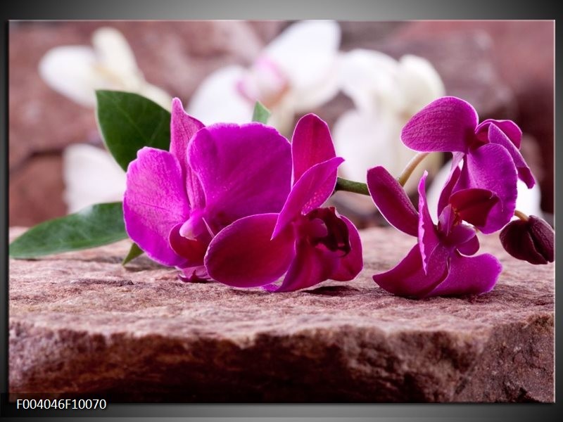 Foto canvas schilderij Orchidee | Groen, Paars, Zwart