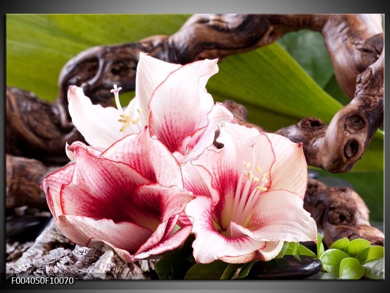 Glas schilderij Bloem | Wit, Roze, Groen