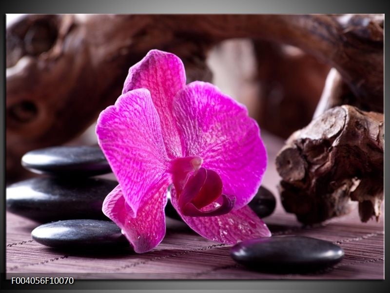 Glas schilderij Orchidee | Paars, Zwart, Bruin