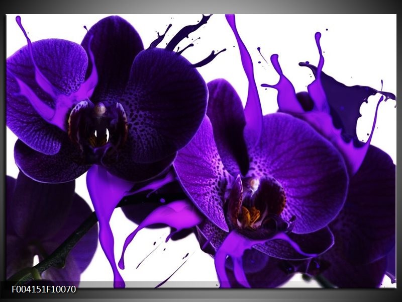 Glas schilderij Orchidee | Paars, Blauw, Wit