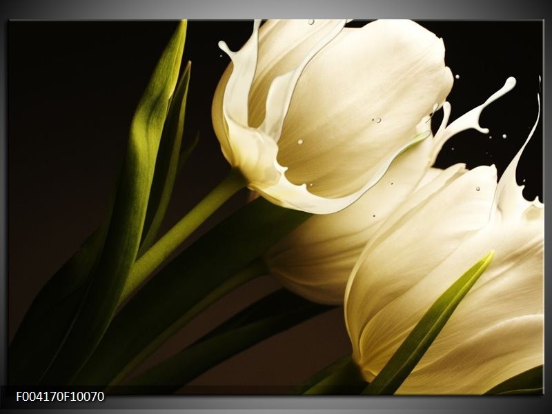 Foto canvas schilderij Tulp | Wit, Groen, Zwart