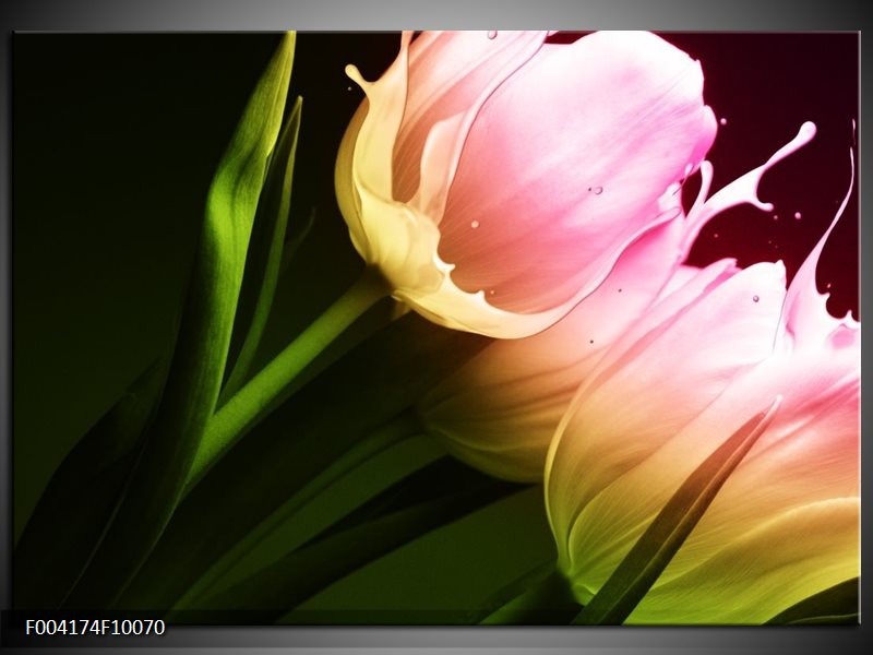 Foto canvas schilderij Tulp | Groen, Roze, Zwart