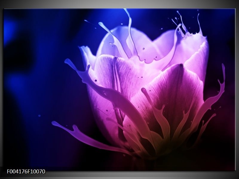 Foto canvas schilderij Tulp | Blauw, Paars, Roze