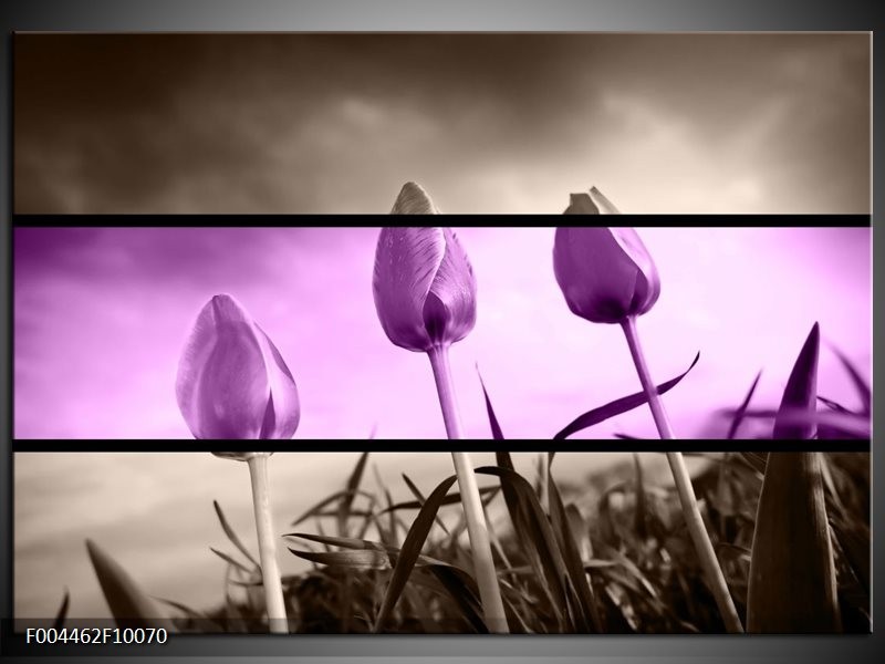 Foto canvas schilderij Tulp | Paars, Grijs, Zwart