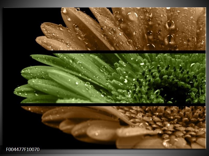 Foto canvas schilderij Bloem | Groen, Bruin