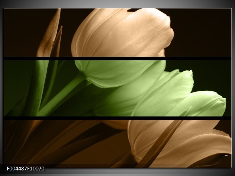 Glas schilderij Tulp | Groen, Bruin, Zwart