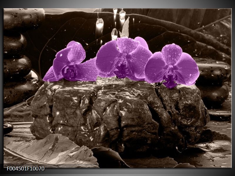 Foto canvas schilderij Orchidee | Paars, Grijs