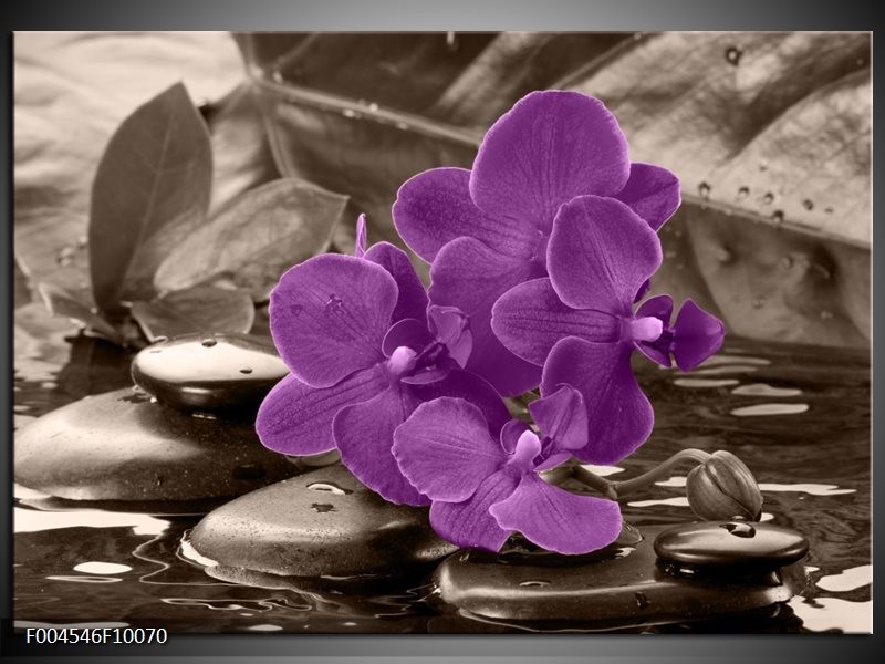 Glas schilderij Orchidee | Paars, Grijs