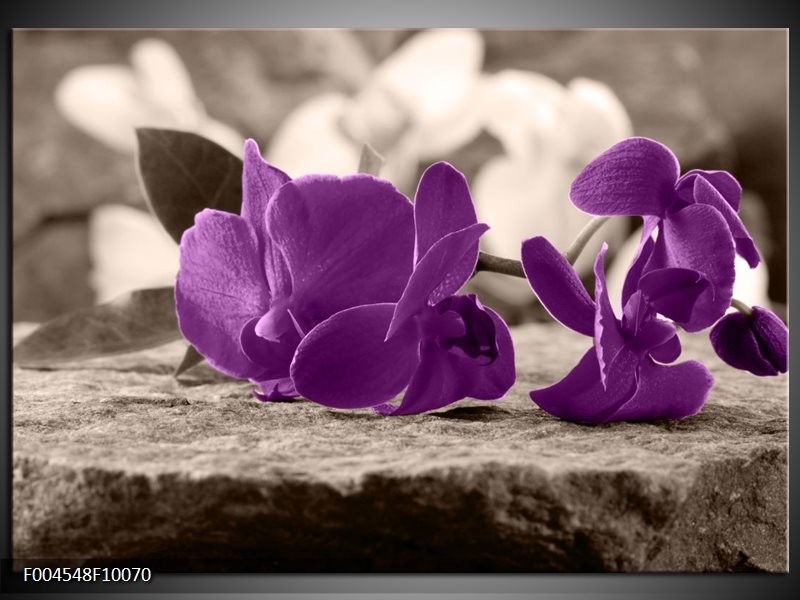 Foto canvas schilderij Orchidee | Paars, Grijs