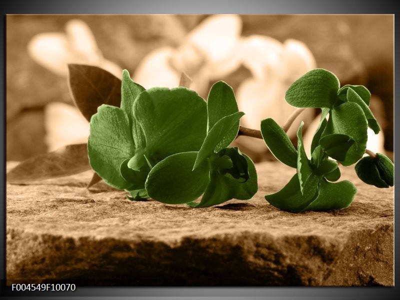 Glas schilderij Orchidee | Groen, Bruin