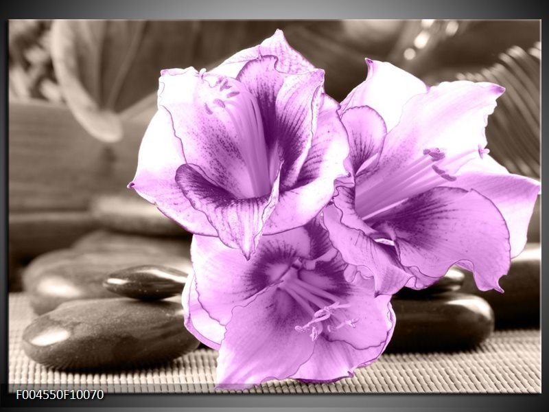 Foto canvas schilderij Orchidee | Paars, Grijs
