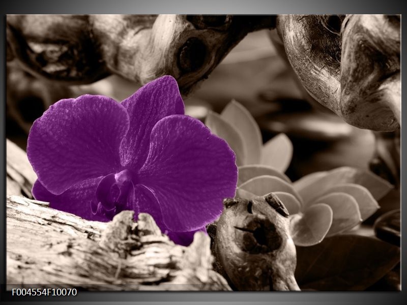 Foto canvas schilderij Orchidee | Paars, Grijs