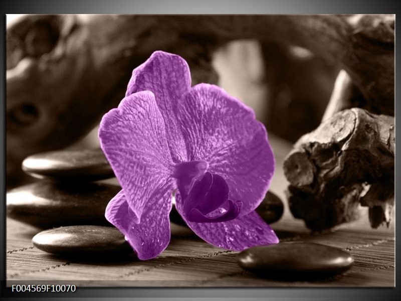 Foto canvas schilderij Orchidee | Paars, Grijs