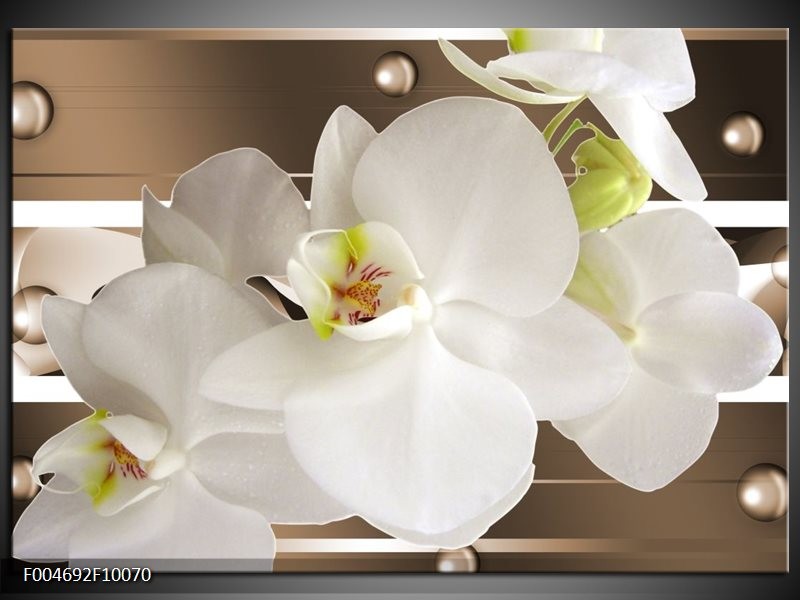 Foto canvas schilderij Orchidee | Bruin, Wit