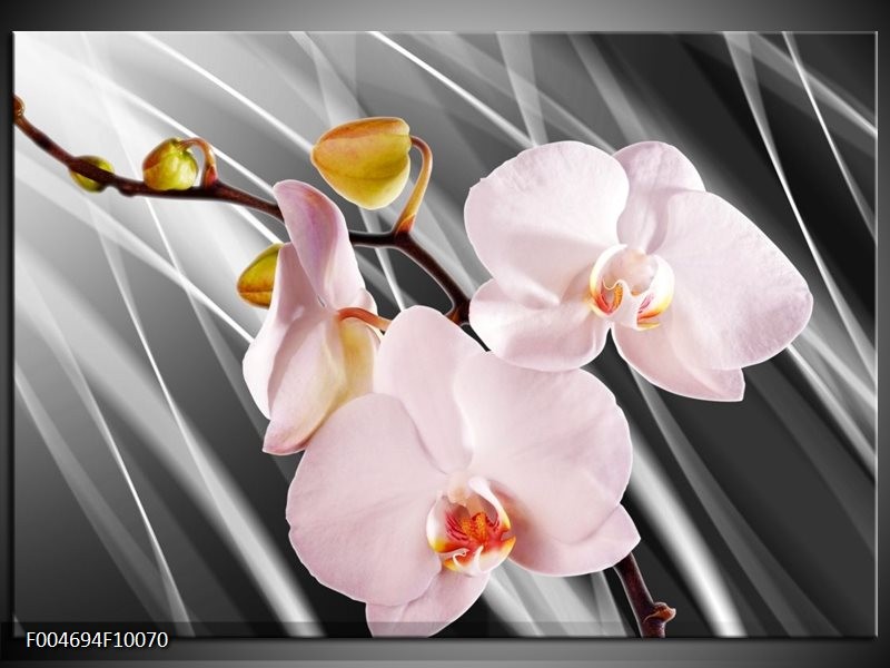 Glas schilderij Orchidee | Grijs, Roze, Wit