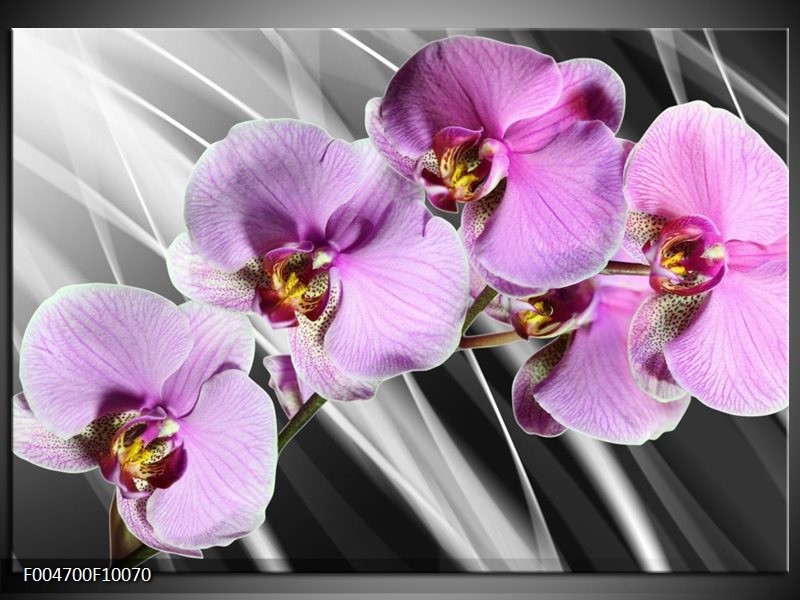 Foto canvas schilderij Orchidee | Paars, Grijs